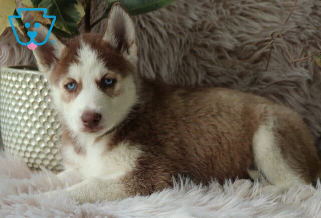 Lilly Alusky2 image
