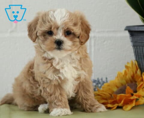 Lilly Maltipoo