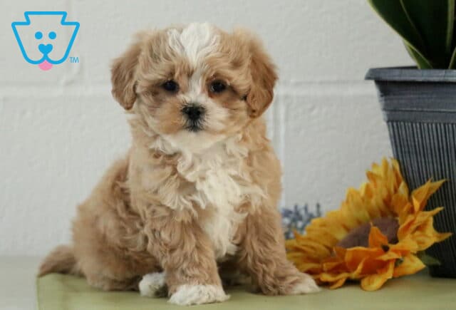 Lilly Maltipoo image