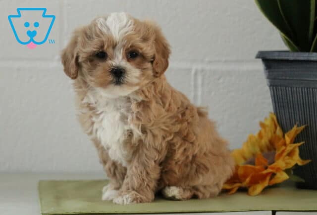Lilly Maltipoo2 image