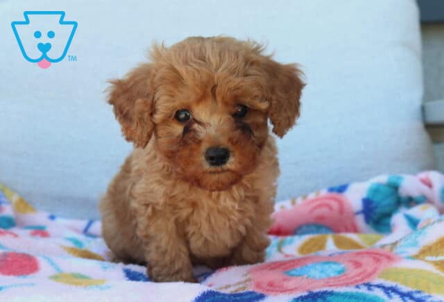 Lilly Mini Poodle image
