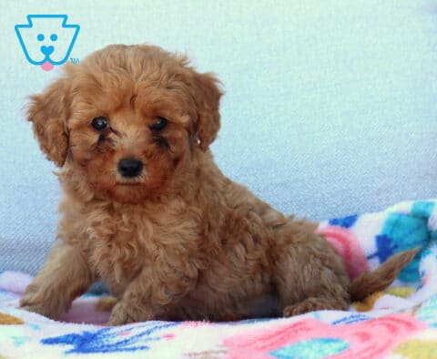 Lilly Mini Poodle2
