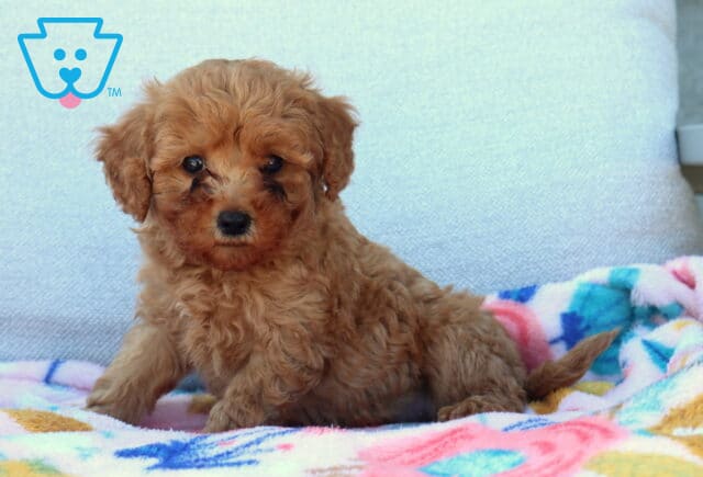 Lilly Mini Poodle2 image