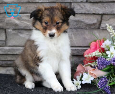 Lindy Sheltie