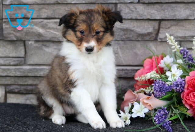 Lindy Sheltie image