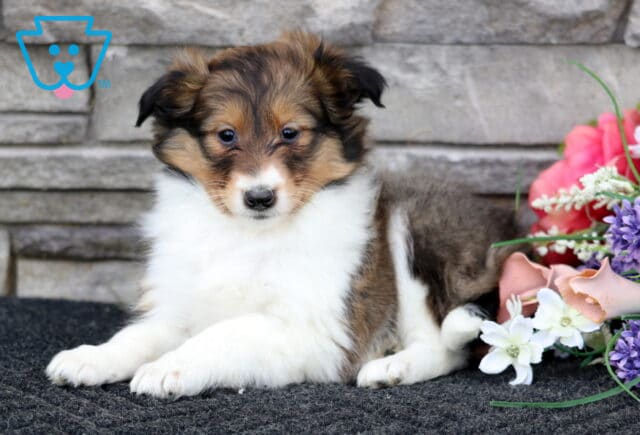 Lindy Sheltie2 image