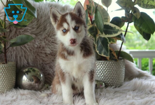 Lizzy Alusky image