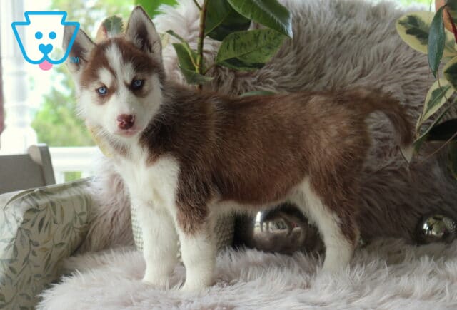 Lizzy Alusky2 image
