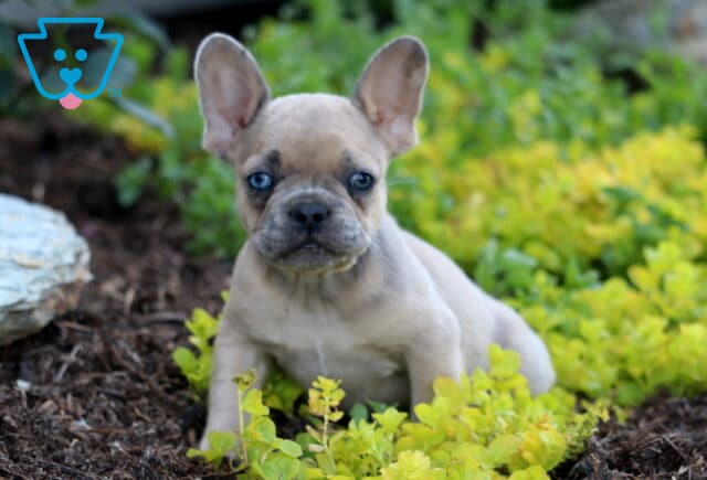 Ljay Frenchie image
