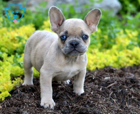 Ljay Frenchie2