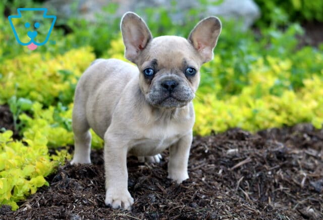 Ljay Frenchie2 image