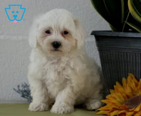 Logan Maltipoo