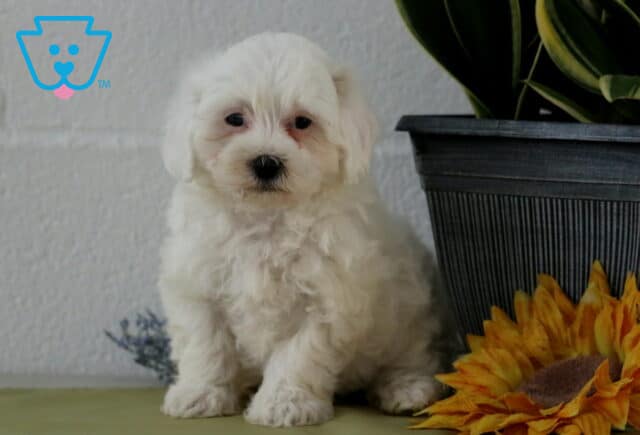 Logan Maltipoo image
