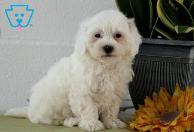 Logan Maltipoo2 image