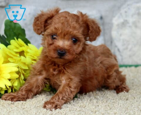 Logan Toy Poodle
