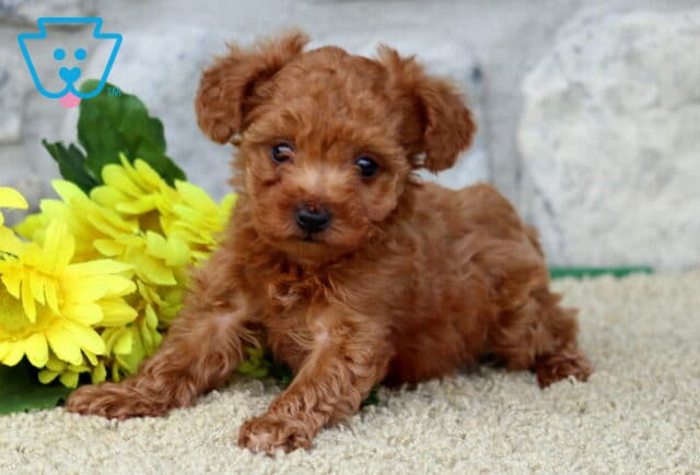 Logan Toy Poodle image