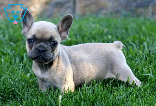 Lola Frenchie image