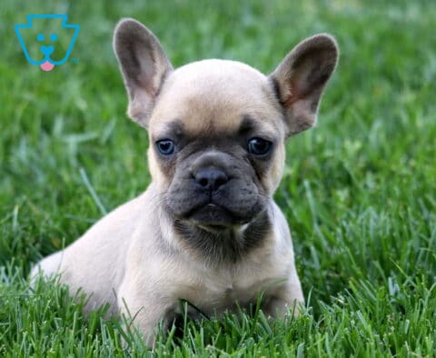 Lola Frenchie2