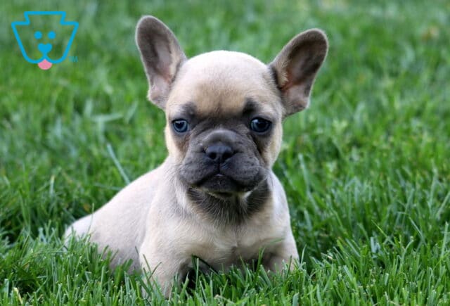 Lola Frenchie2 image