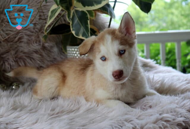 Louie Alusky image