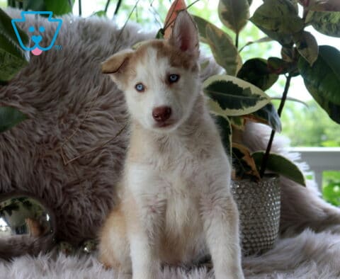 Louie Alusky2