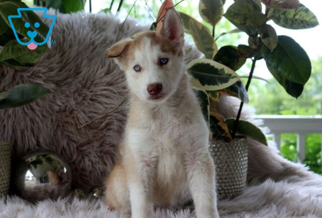 Louie Alusky2 image