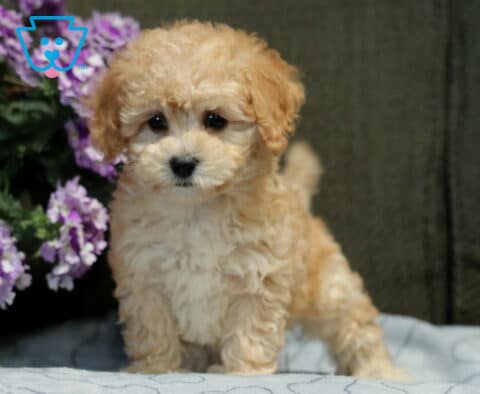 Love Bichpoo
