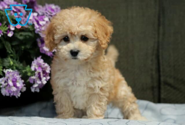 Love Bichpoo image