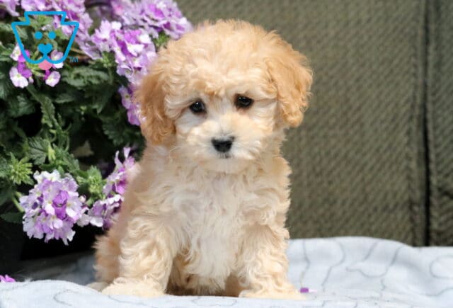 Love Bichpoo2 image