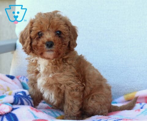 Lovey Mini Poodle