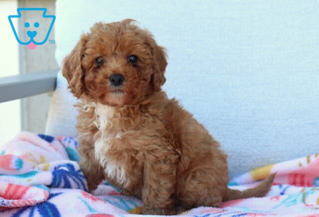 Lovey Mini Poodle image