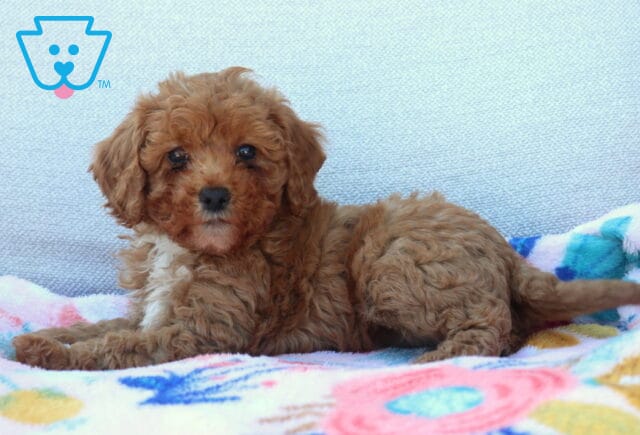 Lovey Mini Poodle2 image