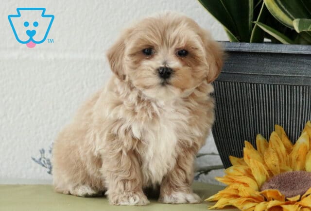 Lucky Maltipoo image