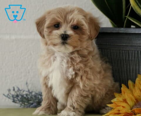 Lucky Maltipoo2