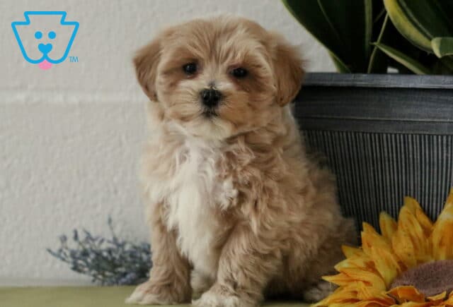 Lucky Maltipoo2 image