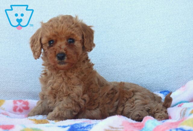 Lucky Mini Poodle image