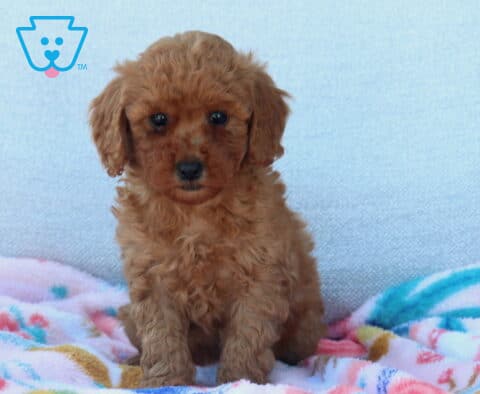 Lucky Mini Poodle2