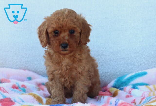 Lucky Mini Poodle2 image