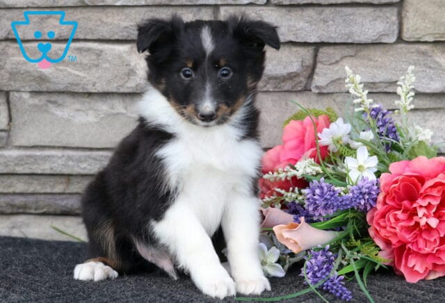 Lucky Sheltie image