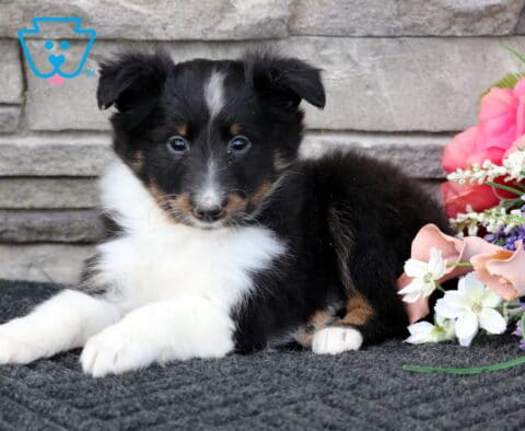 Lucky Sheltie2