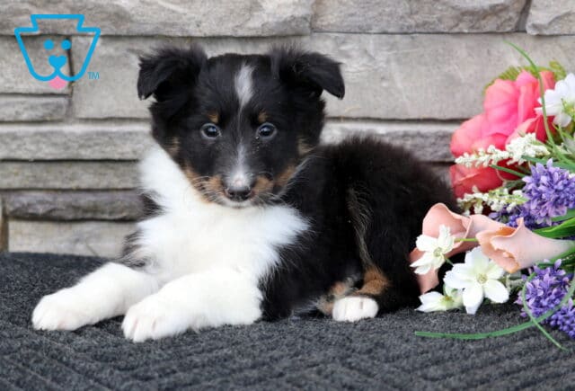 Lucky Sheltie2 image