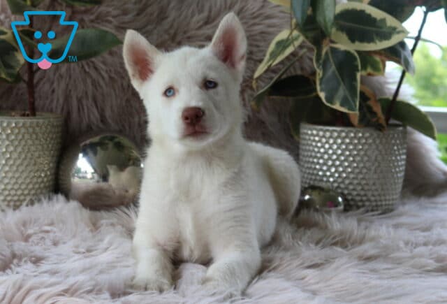 Lucy Alusky image