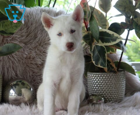 Lucy Alusky2