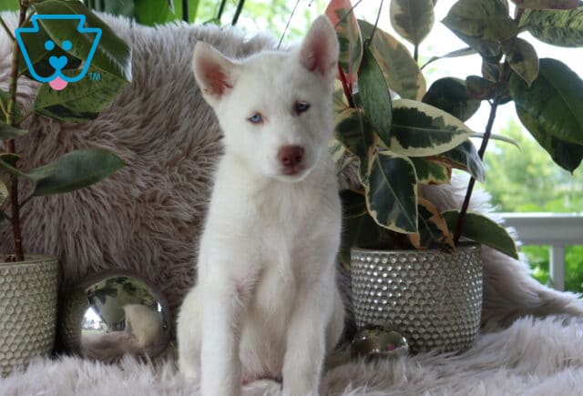 Lucy Alusky2 image