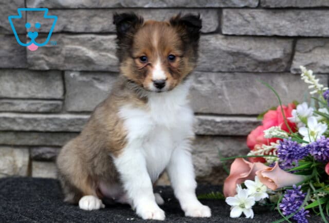 Luka Sheltie image