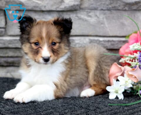 Luka Sheltie2