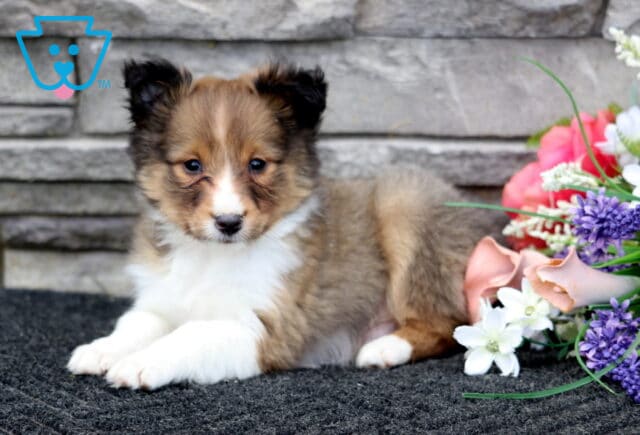 Luka Sheltie2 image