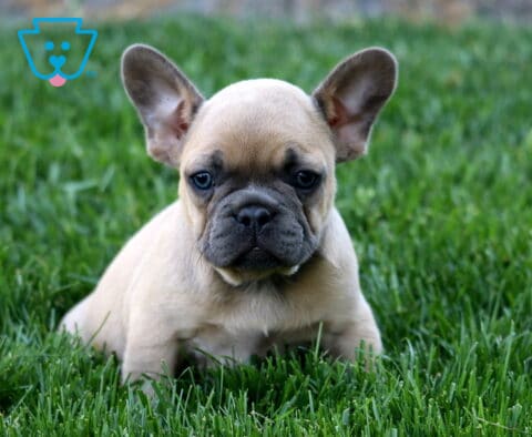 Luke Frenchie
