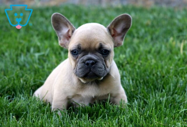 Luke Frenchie image