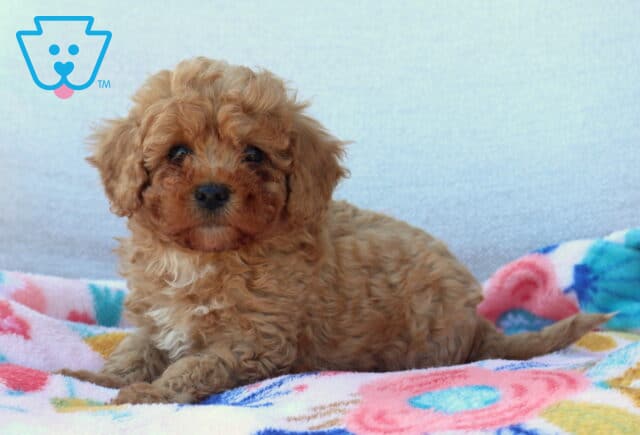 Luke Mini Poodle image